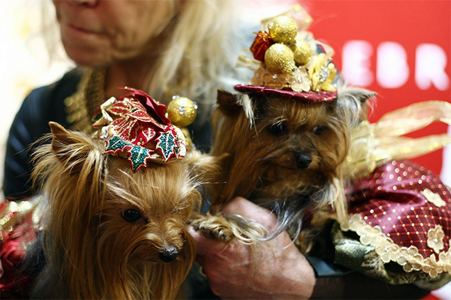 Mỗi chú cún sẽ được thiết kế những trang phục và phụ kiện khác nhau
