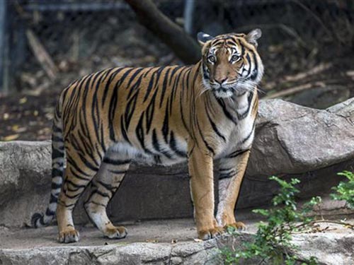 Mỹ: Hổ đực cắn chết "bạn gái" trong vườn thú - 1