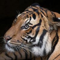 Tin tức trong ngày - Mỹ: Hổ đực cắn chết "bạn gái" trong vườn thú