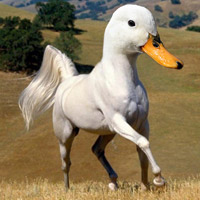 Cười 24h - Năm Ngọ phiếm về ngựa: Mã vô thập toàn