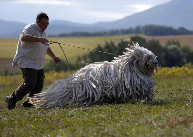 Chú chó với bộ lông được ví như chiếc thảm lau nhà di động
