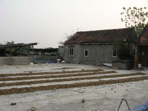 Rợn người cảnh chôn sấu, quất đến thối làm mứt - 3