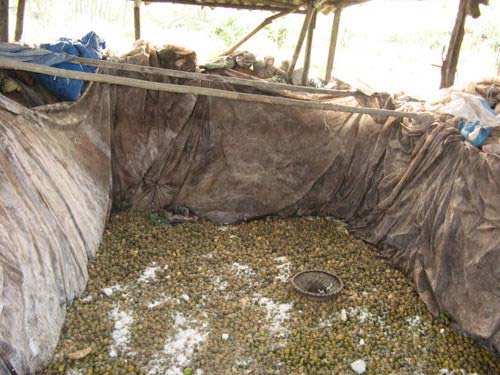 Rợn người cảnh chôn sấu, quất đến thối làm mứt - 4