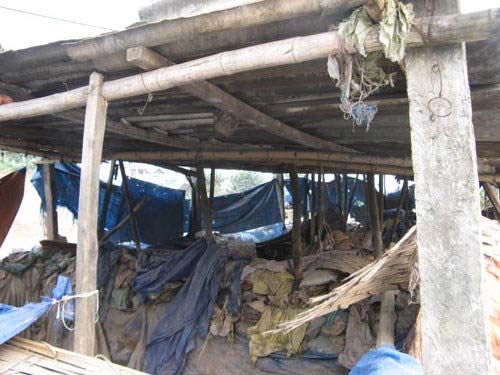 Rợn người cảnh chôn sấu, quất đến thối làm mứt - 5