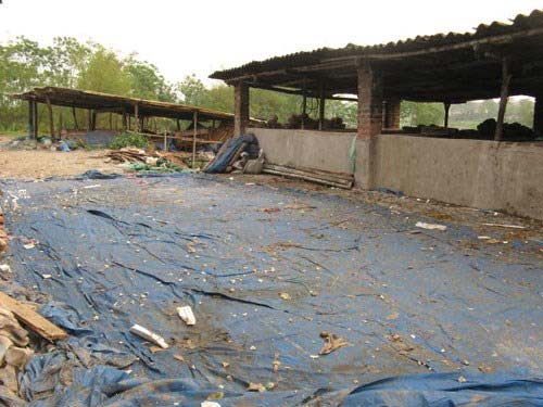 Rợn người cảnh chôn sấu, quất đến thối làm mứt - 6