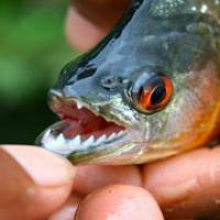 Tin tức trong ngày - Argentina: Cá ăn thịt tấn công 70 người