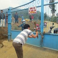 Tin tức trong ngày - Nhà máy vàng lớn nhất VN nợ dân từng bó rau