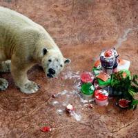 Ảnh đẹp: Gấu Bắc Cực ăn mừng sinh nhật