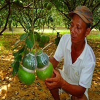 Thị trường - Tiêu dùng - Quà Tết thời khốn khó