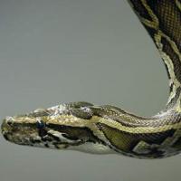 Tin tức trong ngày - Indonesia: Trăn siết chết người trước khách sạn