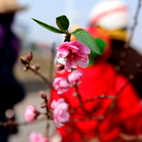 Tin tức trong ngày - Người Hà Nội sắm đào, chơi Tết sớm