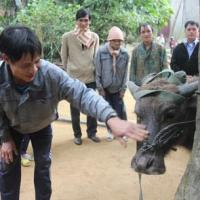 Tin tức trong ngày - "Người rừng Lang" tỏ vẻ thích chí với trâu