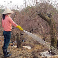 Thị trường - Tiêu dùng - Đào xuống sắc, quất tả tơi