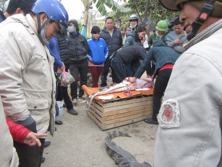 Cá sấu mổ ngay tại chợ Thủ đô "cháy" hàng - 1