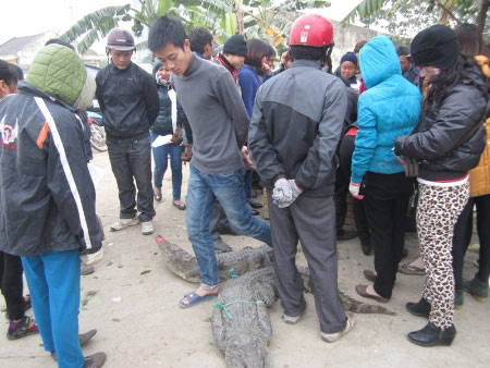 Cá sấu mổ ngay tại chợ Thủ đô "cháy" hàng - 2