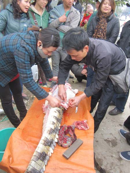 Cá sấu mổ ngay tại chợ Thủ đô "cháy" hàng - 4