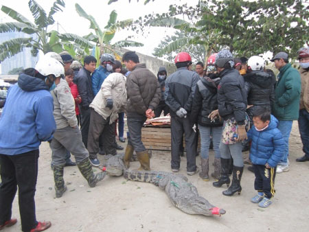 Cá sấu mổ ngay tại chợ Thủ đô "cháy" hàng - 5