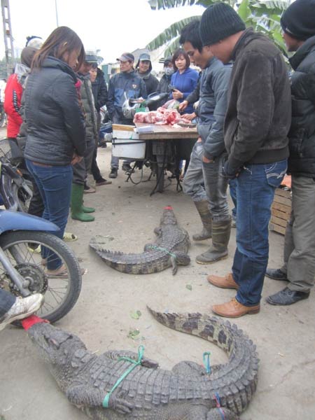 Cá sấu mổ ngay tại chợ Thủ đô "cháy" hàng - 6