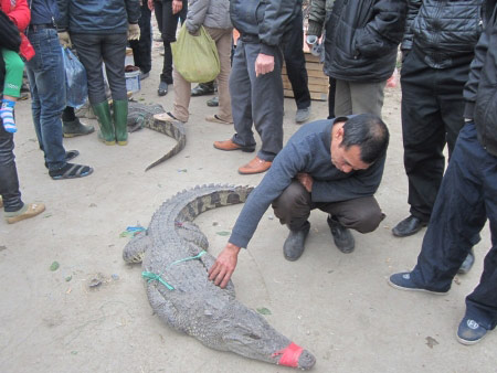 Cá sấu mổ ngay tại chợ Thủ đô "cháy" hàng - 10