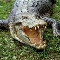 Tin tức trong ngày - Zimbabwe: Cha quần nhau với cá sấu cứu con trai