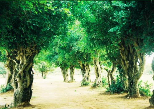 Vãn cảnh Linh Phong- ngôi chùa cổ ở Bình Định - 2