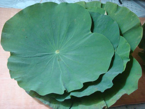 Tác dụng kỳ diệu của cây sen - 4