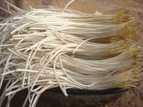 Tác dụng kỳ diệu của cây sen - 6