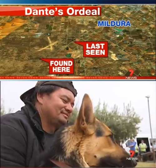 Cảm động với 10 câu chuyện về chú chó trung thành - 3