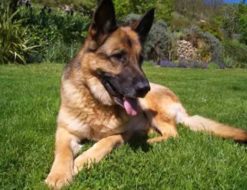 Cảm động với 10 câu chuyện về chú chó trung thành - 5