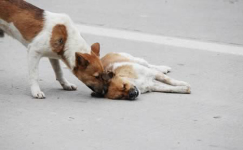 Cảm động với 10 câu chuyện về chú chó trung thành - 2