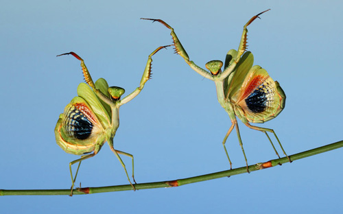 Ảnh đẹp: Cặp bọ ngựa khiêu vũ trên thân cây - 1