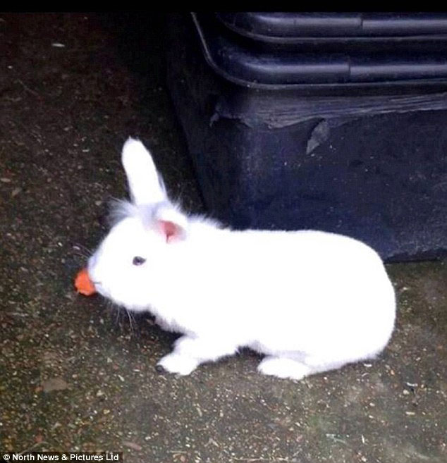 3 thanh niên khoe clip hành hạ thỏ dã man - 2