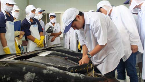Cá ngừ câu theo kiểu Nhật, ngư dân kêu lỗ - 1