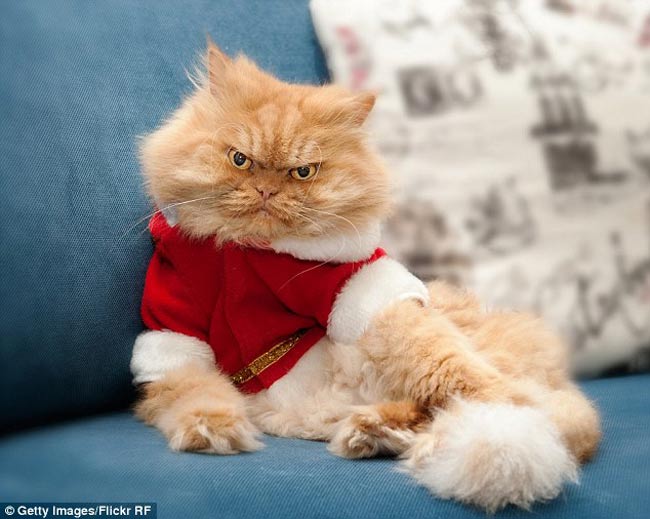 Chú có bộ dạng giống hệt nhân vật điện ảnh nổi tiếng Garfield - chú mèo mập ú, lười biếng và hài hước.


