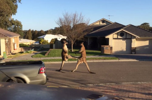 Video 2 chú kangaroo "đánh nhau kiểu Úc" - 2