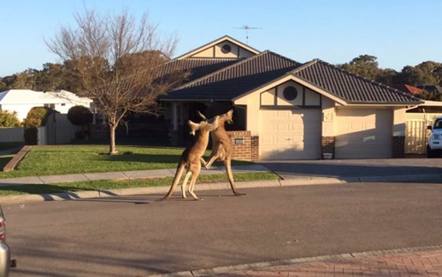 Video 2 chú kangaroo "đánh nhau kiểu Úc" - 1