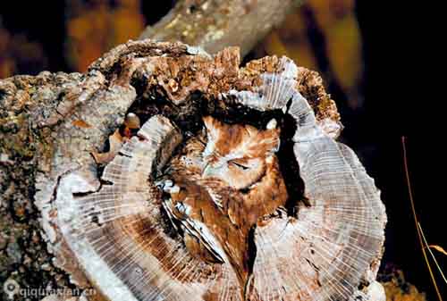 Những chú cú mèo "tàng hình" trong thiên nhiên - 11