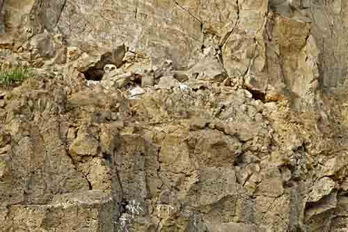 Những chú cú mèo "tàng hình" trong thiên nhiên - 3