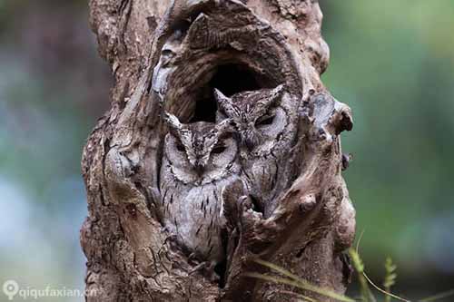 Những chú cú mèo "tàng hình" trong thiên nhiên - 6