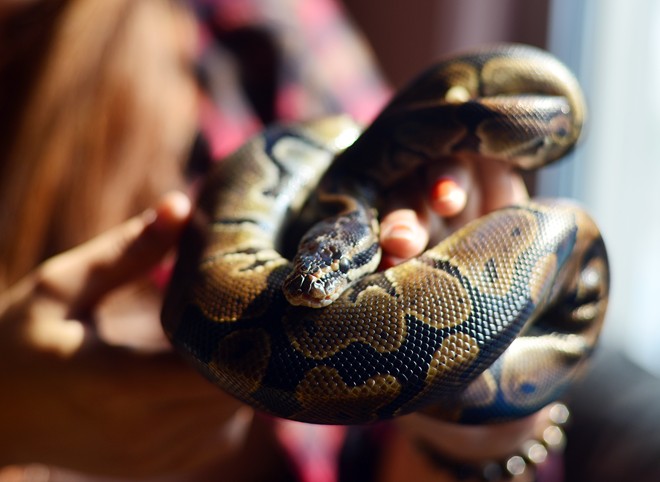 Nữ sinh Báo chí với sở thích ''đá lưỡi'' hôn trăn - 3