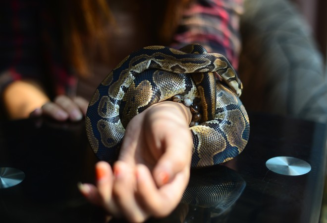 Nữ sinh Báo chí với sở thích ''đá lưỡi'' hôn trăn - 8