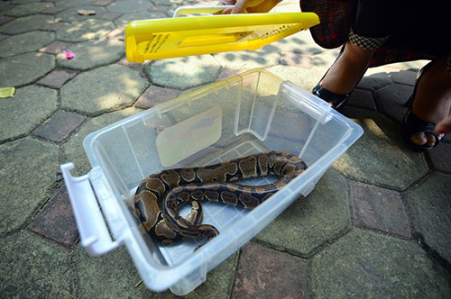 Nữ sinh Báo chí với sở thích ''đá lưỡi'' hôn trăn - 9