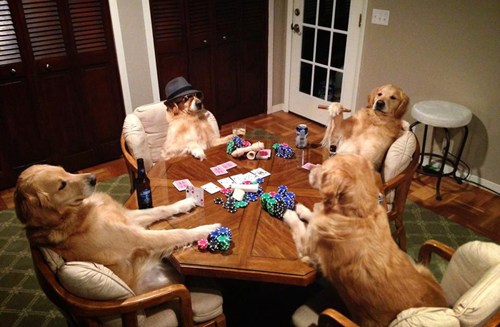 Chú chó Bailey "vờ" làm việc như người - 2