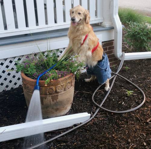 Chú chó Bailey "vờ" làm việc như người - 8