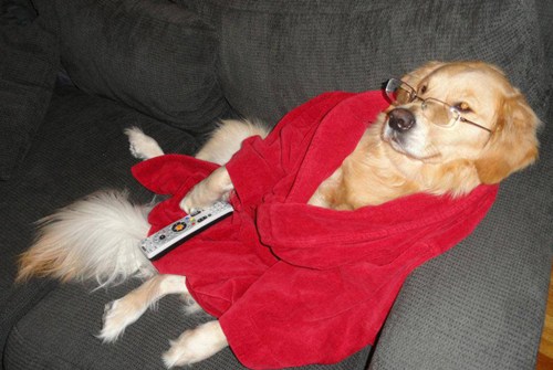 Chú chó Bailey "vờ" làm việc như người - 11