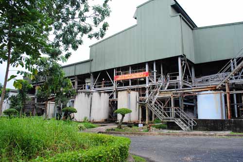Nhà máy mía đường duy nhất ở Cà Mau ngừng thu mua mía - 1