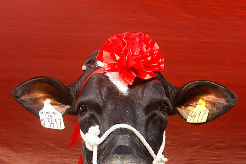 Ảnh đẹp: Hoa hậu bò sữa ở Việt Nam - 1