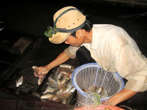 Chợ đầu mối cá đồng họp lúc nửa đêm ở miền Tây - 3