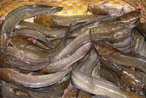 Chợ đầu mối cá đồng họp lúc nửa đêm ở miền Tây - 5