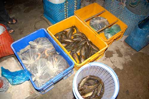 Chợ đầu mối cá đồng họp lúc nửa đêm ở miền Tây - 7